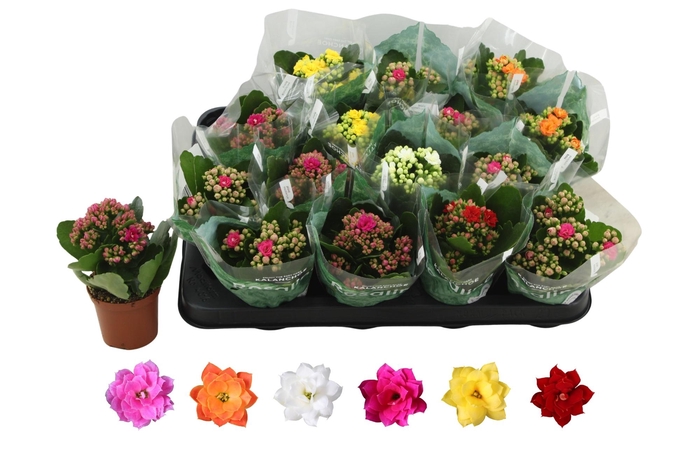 <h4>KAL GE RO GEM 6 KL</h4>