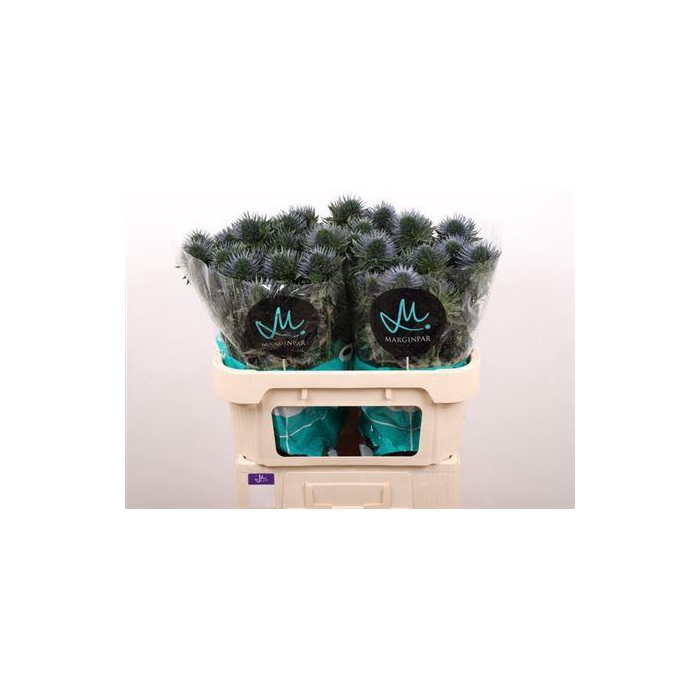 <h4>Eryn Scorpiu Questar</h4>