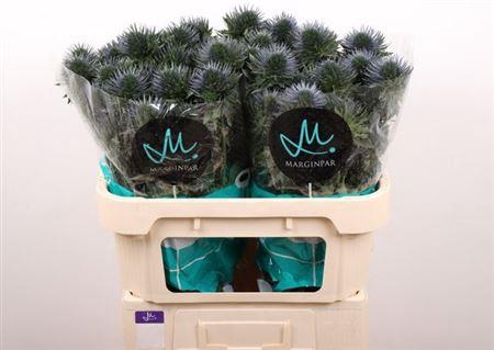 <h4>Eryn Scorpiu Questar</h4>