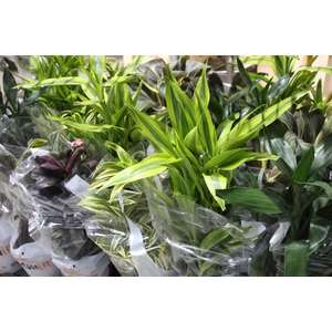 DRACENA VARIADO P17