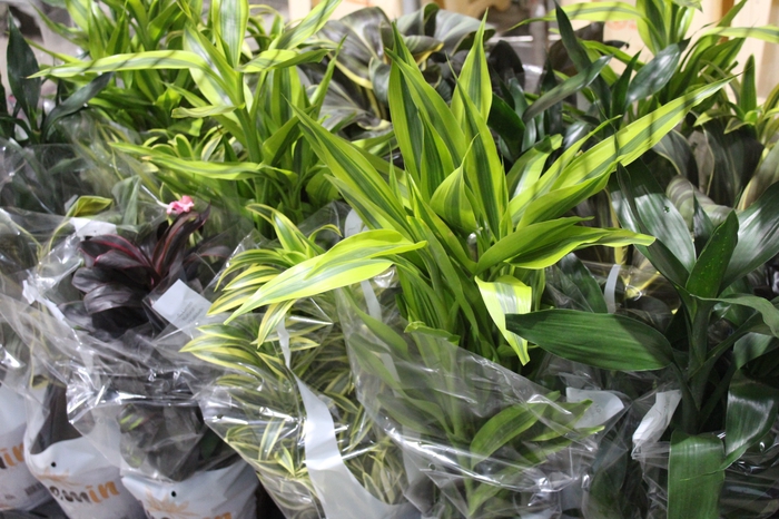 <h4>DRACENA VARIADO P17</h4>