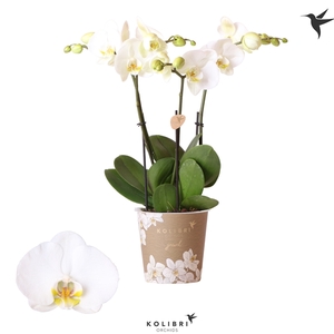 Kolibri Orchids Phalaenopsis Jewel Ghent 3spike