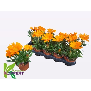 GAZ R N DA CL ORANGE