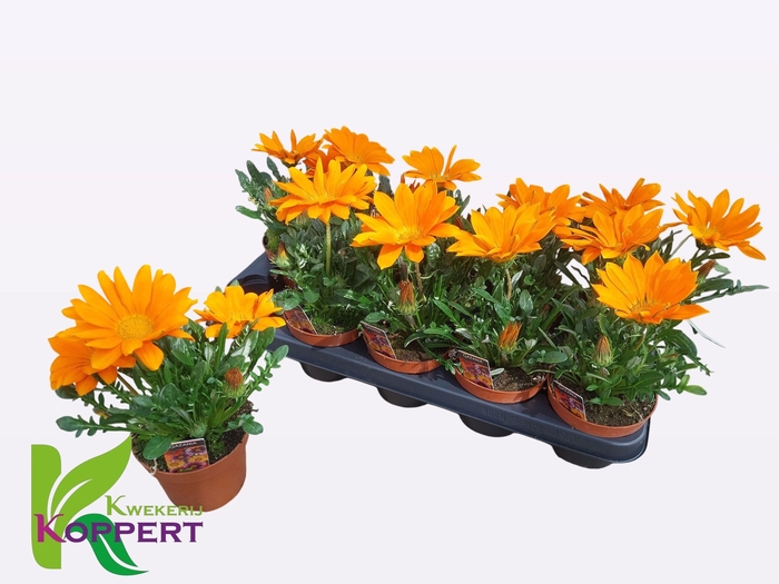 <h4>GAZ R N DA CL ORANGE</h4>