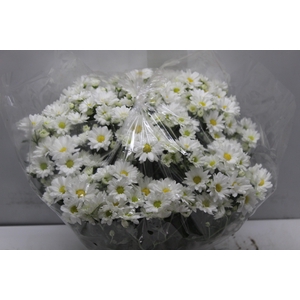 CRISANTEMO BOLA BELGA C18 BRANCO