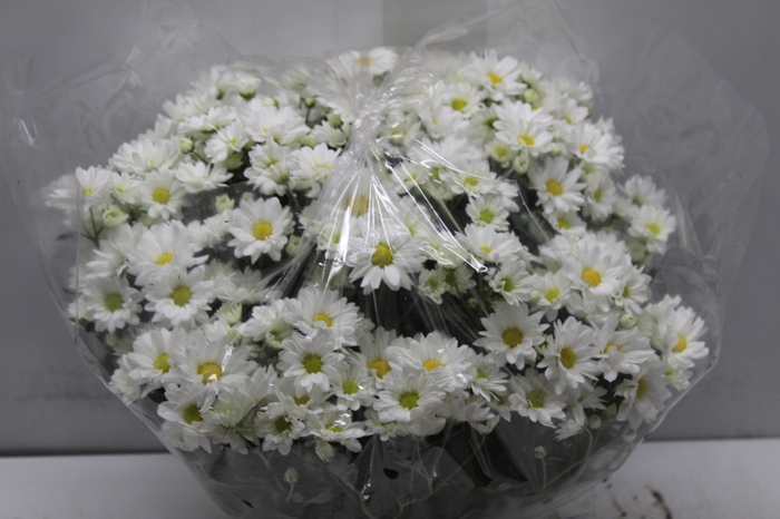 <h4>CRISANTEMO BOLA BELGA C18 BRANCO</h4>