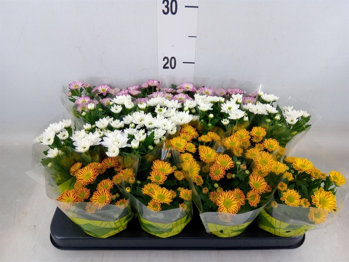 <h4>Chrysanthemum  'Swifty'  ...mix</h4>