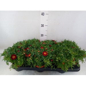 Argyranthemum  'Percussion Red'