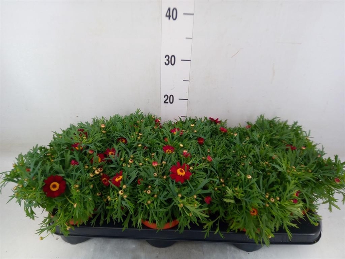 <h4>Argyranthemum  'Percussion Red'</h4>