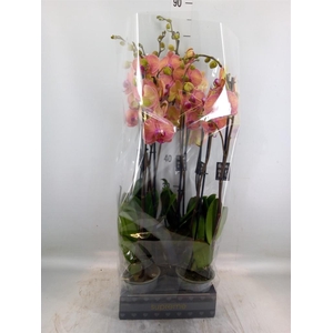 Phalaenopsis  'Golden Leopard'