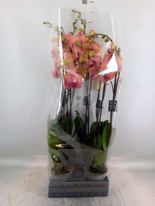 <h4>Phalaenopsis  'Golden Leopard'</h4>