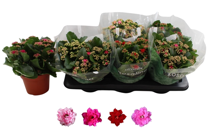 <h4>KAL GE RO GEM 4 KL</h4>