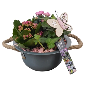 PTPP6838 Arrangement Patio in metalen schaal