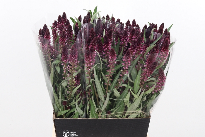 <h4>Lysimachia Atropurpurea</h4>