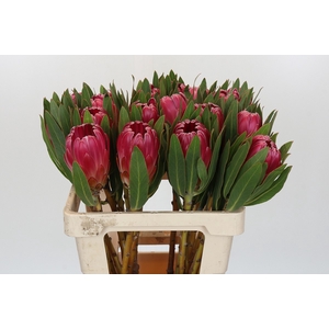 Protea Brenda
