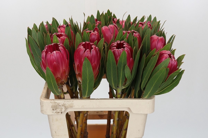 <h4>Protea Brenda</h4>