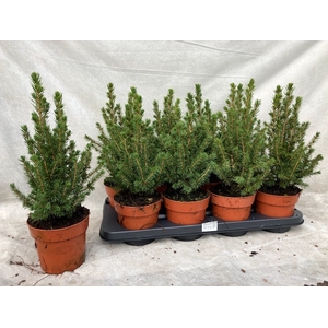 PICEA GL CONICA