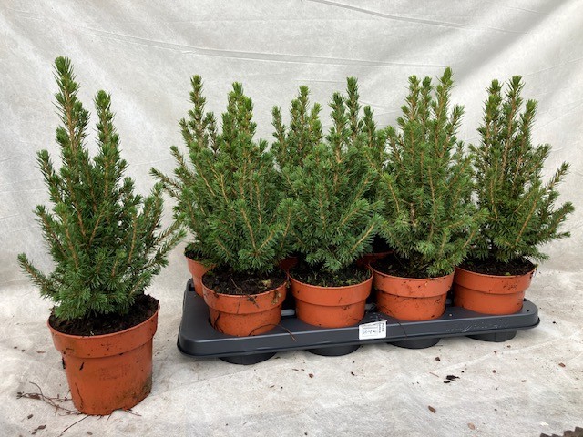 <h4>PICEA GL CONICA</h4>