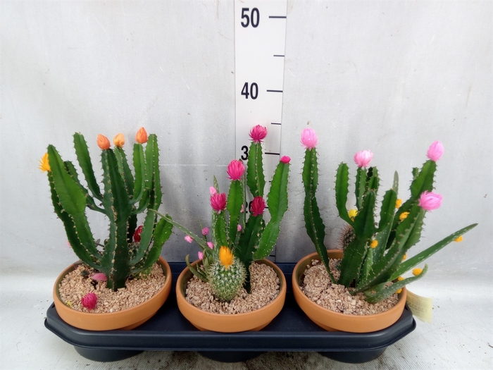 <h4>Cactus   ...decorated</h4>