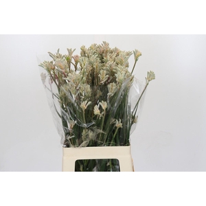 Kangaroo Paw Bush Diamond