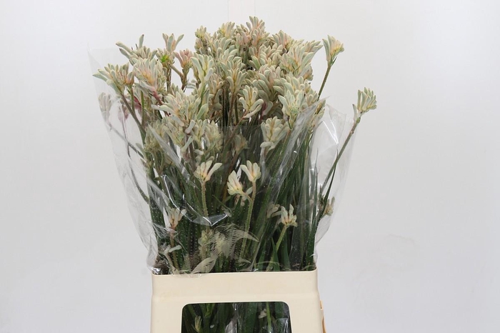 Kangaroo Paw Bush Diamond