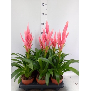 Tillandsia  'Ziva'