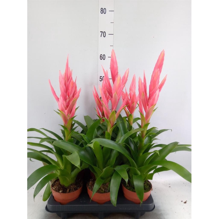 <h4>Tillandsia  'Ziva'</h4>