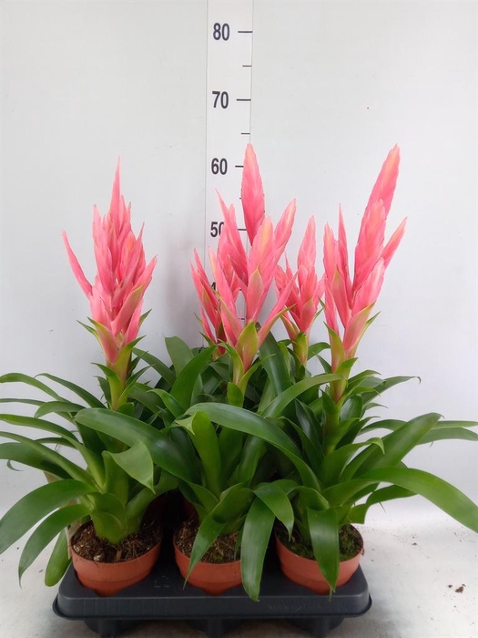 Tillandsia  'Ziva'