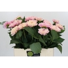 Dahlia Sweet Suprise