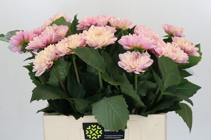 <h4>Dahlia Sweet Suprise</h4>
