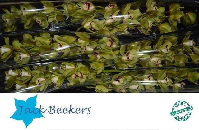 <h4>CYMB T MACHTELD</h4>