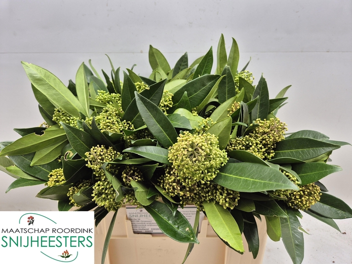 <h4>SKIM C KEW GREEN BS</h4>