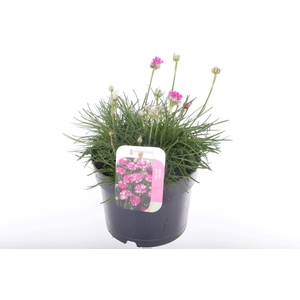 Armeria maritima Splendens