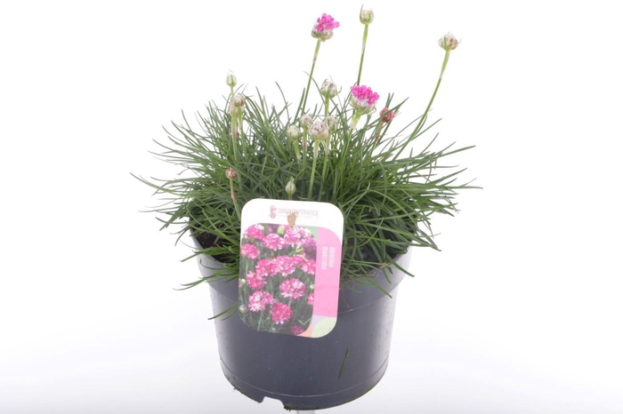<h4>Armeria maritima Splendens</h4>