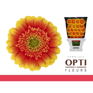 Germini Ariba  Diamond