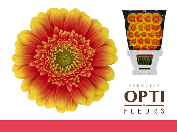 <h4>Germini Ariba  Diamond</h4>