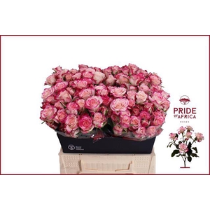 Rosa spray reflex