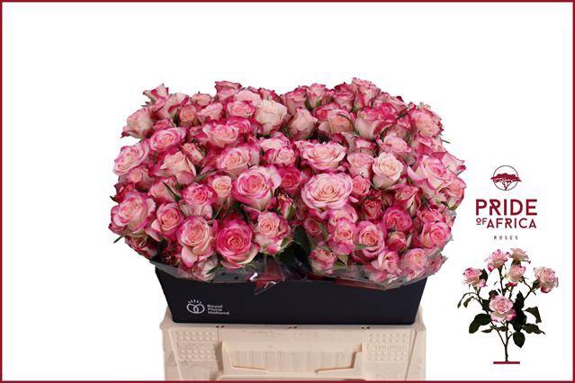 <h4>Rosa spray reflex</h4>