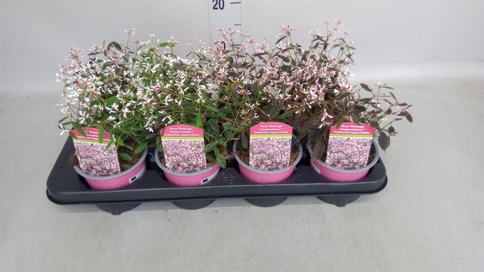 <h4>Euphorbia hyperic. 'Diamond Frost'</h4>