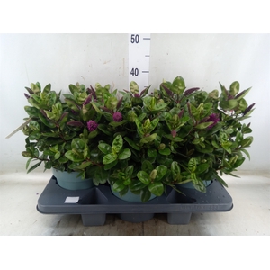 Hebe  'Hebedonna Alina'