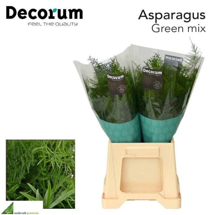 <h4>ASP GEM IN BOS</h4>