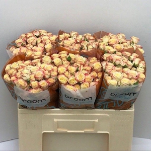 Rosa TR 'Candelicious' BRAAM