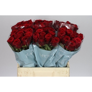 Rosa Gr Red Naomi A2 Porta