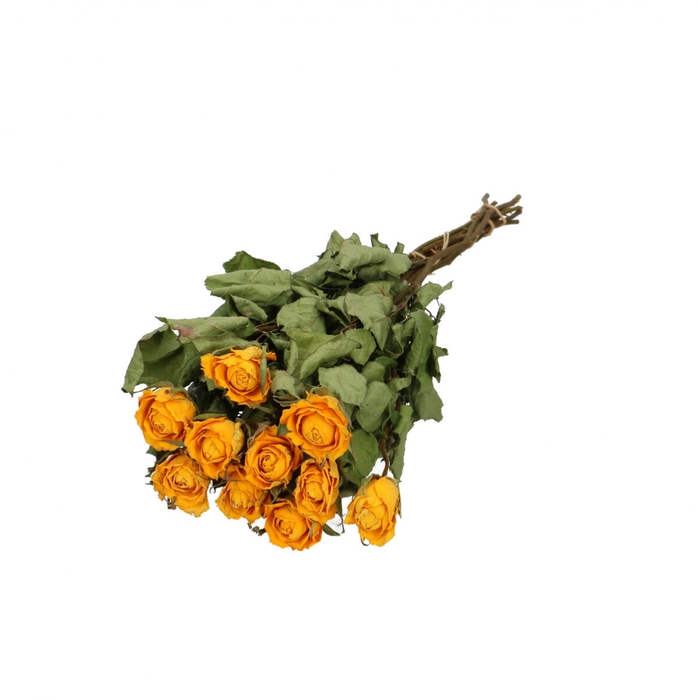 <h4>Dried flowers Rose 40cm x10</h4>