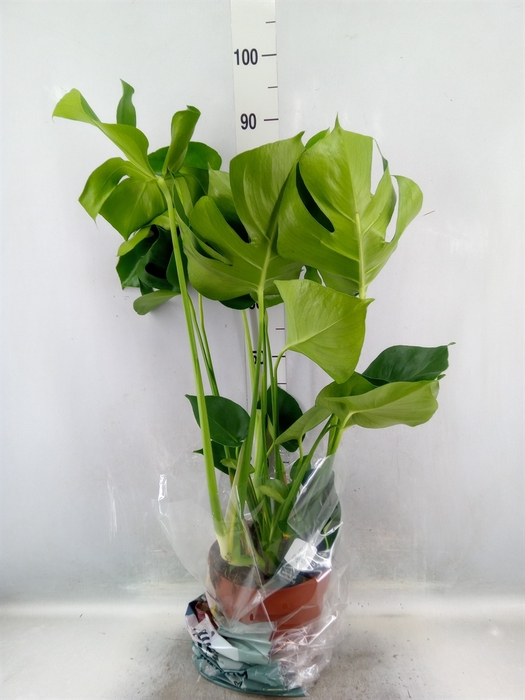 <h4>Monstera delic.</h4>