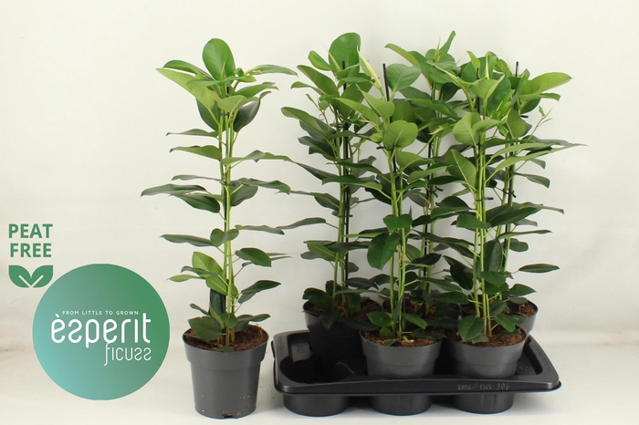 <h4>FIC MI FUJI</h4>