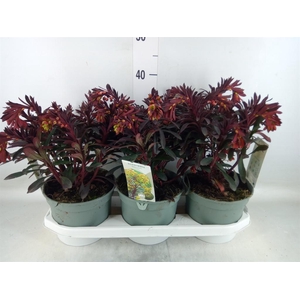 Euphorbia  'Miners Merlot'