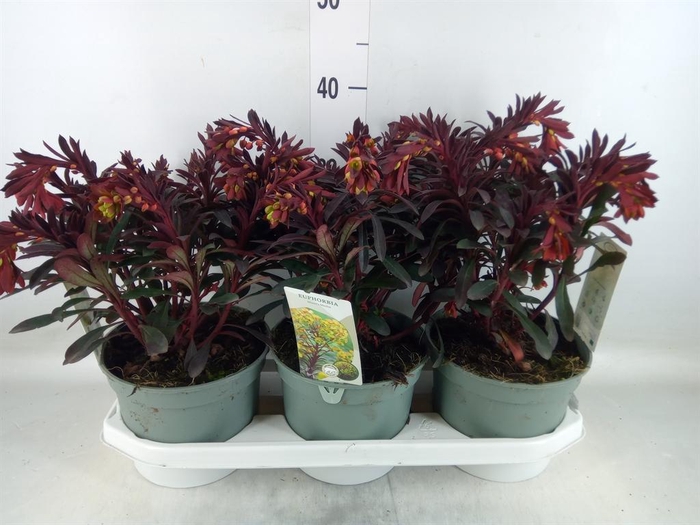 <h4>Euphorbia  'Miners Merlot'</h4>