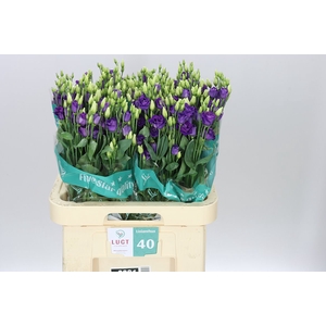 Eust Du Rosita Blue