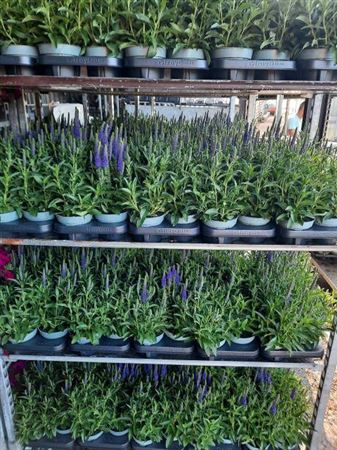 <h4>Veronica Spicata</h4>